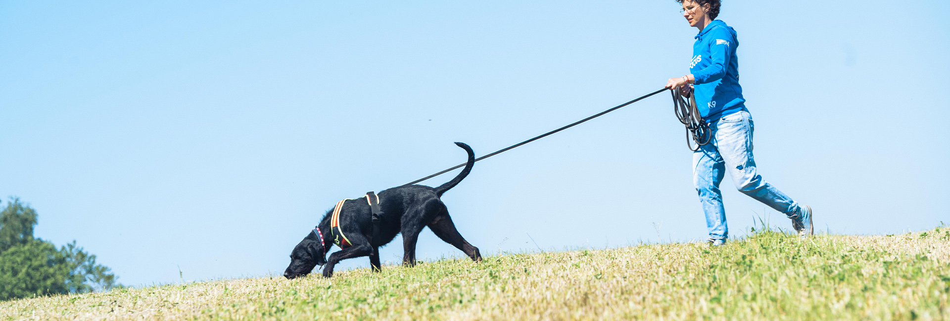 K9 Suchhund Leinenführigkeit trainieren Hundeerziehung beim Hundeprofi